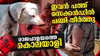 രക്തദാഹിയായ നായ Rajapalayam dog challange Leash Talks [upl. by Yim561]