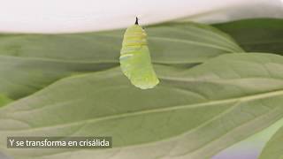 Ciclo de vida de la mariposa monarca [upl. by Nakhsa]