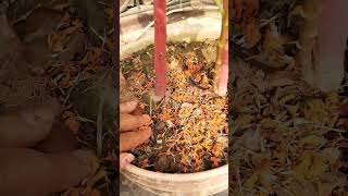 Growing marigold plant shortvideo merigold plant [upl. by Migeon]