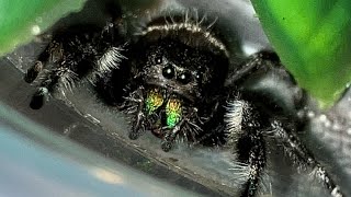 Finding jumping spiders in the wild Phidippus Audax [upl. by Niryt]