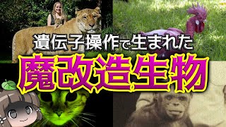 【遺伝子操作】人間の魔改造で生まれたヤバい生き物4選 [upl. by Zwick]