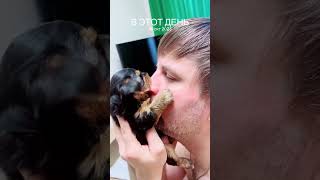 love yorki myfamily puppy yorkies yorkiesofig pets yorkie [upl. by Annaj]