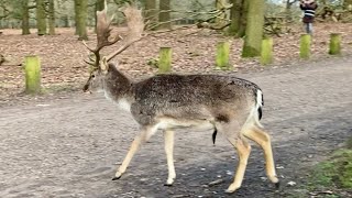 Dunham Massey Deer Park Winter 2024 Finding a deer How hard can it be [upl. by Nonaihr481]