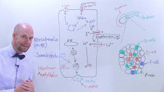 Regulering av insulinfrigjøring [upl. by Finah]