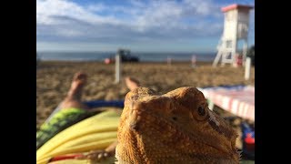 Travelling with a bearded dragon to ITALY to the beach [upl. by Onitnelav604]