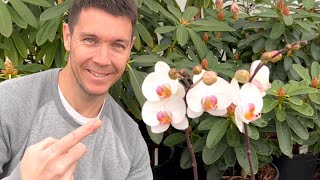 Getting My Orchid to Bloom Again  How to Make Your Phalaenopsis Orchid Rebloom [upl. by Lavro737]