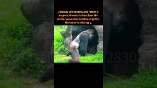 quotNaughty Gorilla in Trouble Mom Steps In Dads Still Fumingquot fourkidsandit sonofacritch [upl. by Nodlehs]