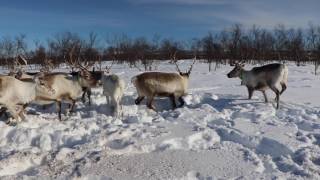 Dog Sledding  Engholm Husky  Karasjok Norway 2016 [upl. by Smitty146]