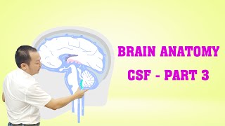 Brain Anatomy  CSF  Part 3 brainanatomy [upl. by Ellenod]