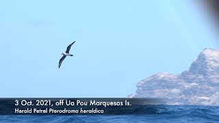 Herald Petrel SepOct 2021 off Marquesas Islands [upl. by Acinemod]