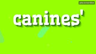 CANINES  HOW TO PRONOUNCE IT [upl. by Afatsom]