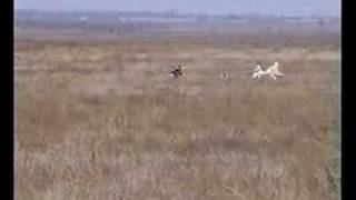 russian borzoi hunting 1 [upl. by Renferd757]