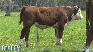 Lot 169A Yarram Godfather V139 [upl. by Stoecker189]