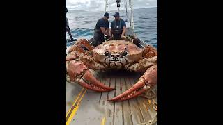 Giant Sea Monsters Caught by Fishermen 🐙🎣GiantSeaCreatures FishingDiscoveries OceanMysteries [upl. by Norrahs]