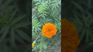 Marigold flower  flower lovers  Indian flowers  India 🇮🇳 [upl. by Grosmark]