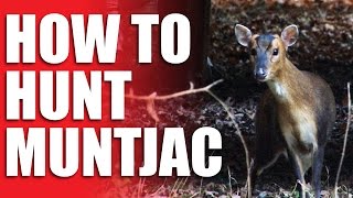 How to Hunt Muntjac [upl. by Okikuy623]