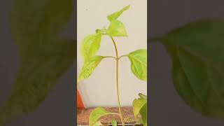 lantana plant cuttings propagation in water [upl. by Nerland]