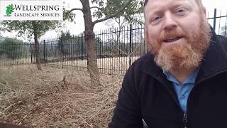 How To Prune Lantana In The Winter [upl. by Jezreel]