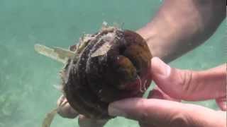 Pepino de Mar Holothuria mexicana  Sea Cucumber [upl. by Hsizan]