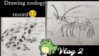 Plusone and plustwo record drawingstudy with music  VLOG 2 studyvlog zoology plustwo [upl. by Tallulah676]