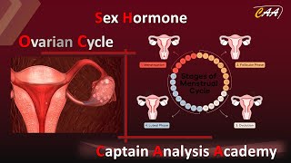 E13الدورة الشهرية داخل المبيض بشكل بسيط جدا Ovarian Cycle [upl. by Sualkcin]