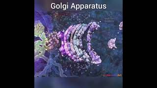 Golgi apparatus [upl. by Behn]