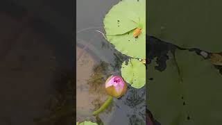 Different variety of water lilies [upl. by Cranford]