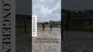 Een jong paard leren longeren horse horsetrainer horsemanship horsetraining paard paarden [upl. by Yelsha63]