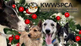 Happy Christmas Callie Kildare and West Wicklow SPCA [upl. by Niledam]