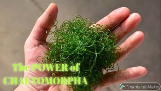 VLOG 9 The Power Of Chaetomorpha  si Macro Algae AJAIB [upl. by Tymothy]