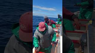 Snoek fishing handline style [upl. by Norvan]