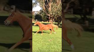 The ponies getting the zoomies tonight equestrian animalzoomies horses viral fypシ゚viral [upl. by Enelec]