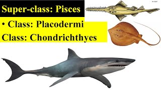 Pisces  Placodermi  Chondrichthyes  Chondrichthyes fishes  Classification of Pisces [upl. by Coltin601]