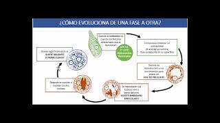 Infecciones por Protozoos Intestinales [upl. by Neret]