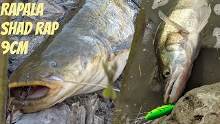 Rapala shad rap  Big Fish Zander end Catfish [upl. by Arahahs]