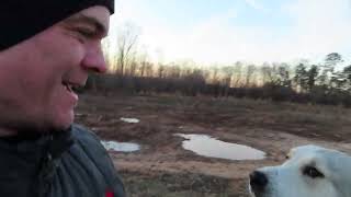 Great Pyrenees and Great Pyrenees Anatolian Shepherd Mix in South Carolina [upl. by Adnalro]