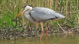 Reiger vangt SLANG [upl. by Nihahs]