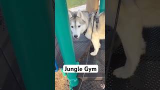 Playground Play for Building Confidence in Dogs [upl. by Angelina]