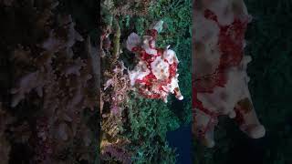 Gnarly Warty Frogfish Walking On Reef Looking For Dinner [upl. by Stuart]