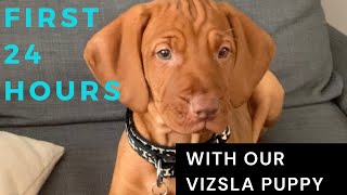 First 24 hours with our vizsla puppy [upl. by Starla]