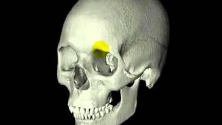 Anatomie Schädel 111 Grobe Übersicht [upl. by Eph]