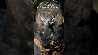 Largest Eagles 😍 shorts youtubeshorts [upl. by Nikoletta928]