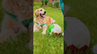 Did You Know Part 15 doglover dogowner dogfacts facts pets puppy viral trending dog dogs [upl. by Gurl]