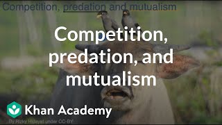 Competition predation and mutualism  Middle school biology  Khan Academy [upl. by Orlando]