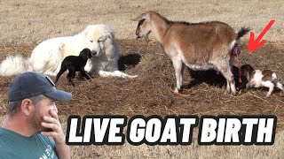 GUARD DOG PROTECTING MOMMA GOAT DURING LIVE BIRTH CAUGHT ON CAMERA [upl. by Acenahs]