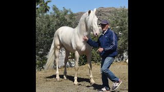 Pernales Andalusier Wallach gelding wwwandalusiercom [upl. by Rollet]