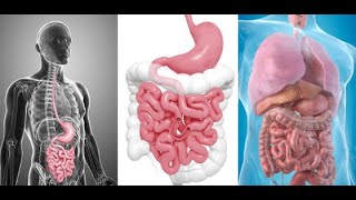 Life processes Ncert Digestive glands [upl. by Irik]