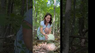 Giant Puffball Mushroom Season 🍄‍🟫 ediblemushrooms foraging puffballmushroom mushroom forage [upl. by Marcie]