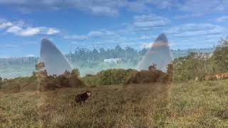 Working Kelpies Mustering [upl. by Janaye]