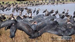 Marabou storks [upl. by Einhoj792]